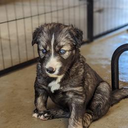 Siberian Husky Puppies from Wyant Farms