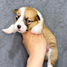 Red and White Male - Red male Pembroke Welsh Corgi puppy in Moreno Valley, California from Corgi Dobie Co.