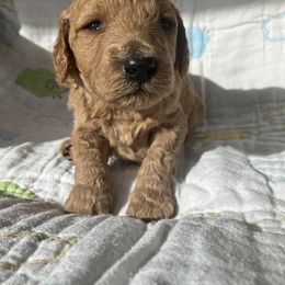 Goldendoodle Puppies from Cassie Farms