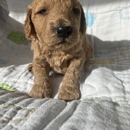Goldendoodle Puppies from Cassie Farms