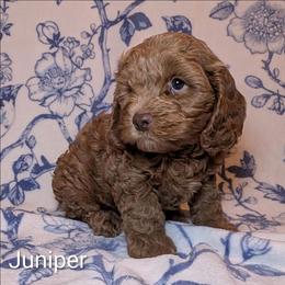 Juniper - Buff male Cockapoo puppy in Sunset, Louisiana from Cano Cockapoos