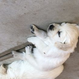 Golden Retriever Puppies from Joyful Golden Retrievers
