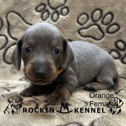 Orange - Gray (blue) and tan female Dachshund puppy in George West, Texas from Rockin M Kennel