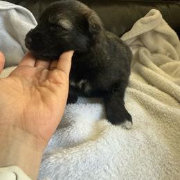 Girl 1 - Sable female German Shepherd puppy in Denver, Colorado from Morales Kennels