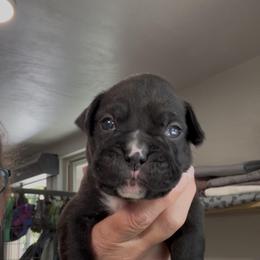 Belle - Brindle female Boxer puppy in Taft, Tennessee from Hillbillie Boxers
