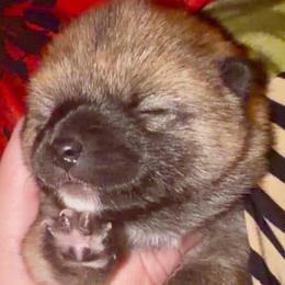 Archer Mameshiba - Red male Shiba Inu puppy in Clewiston, Florida from Animal Farm Shiba Inus & Mameshibas