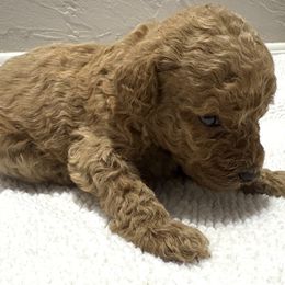 Red male 1 - Red  male Poodle puppy in Williston, Florida from JD French Bulldogs, Mini Poodles, and Border Collies