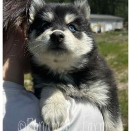 Playing With Fire - Black and white female Pomsky puppy in St. Maries, Idaho from Runamok Farm
