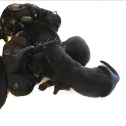 Valkyrie - Black female German Shepherd puppy in Coarsegold, California from Yosemite Shepherds