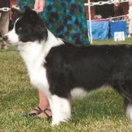 Border Collies from HiTop Border Collies