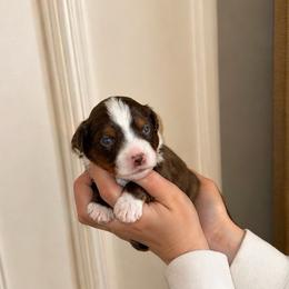 Beaux - Red & white male Toy Australian Shepherd puppy in Princeton, Louisiana from Legacy Hill Aussies
