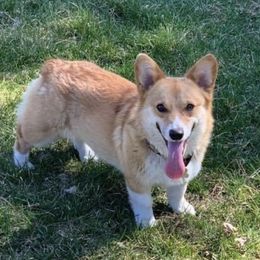 Abby - Pembroke Welsh Corgi