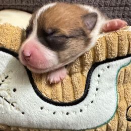 Dasher - Sable male Pembroke Welsh Corgi puppy in Nortonville, Kansas from Low Riders Corgis & Mini Aussies