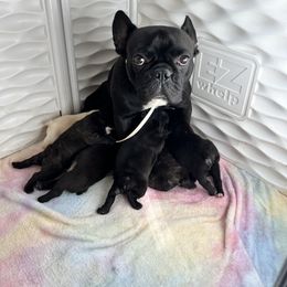 French Bulldog Puppies from D’s Frenchies