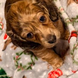 Dachshund puppies from CBOO Doxies