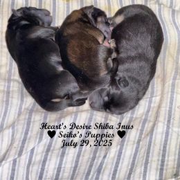 PENDING - Black and tan male Shiba Inu puppy in Derby, Kansas from Heart’s Desire Shiba Inus