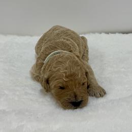 Pearl - Apricot female Goldendoodle puppy in Kenansville, North Carolina from J+A Family Doodles