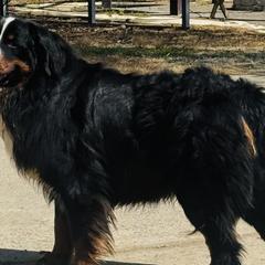 Bernese Mountain Dogs and Golden Retrievers from Howard's Retrievers