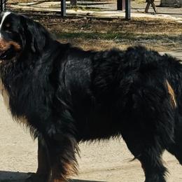 Bernese Mountain Dogs and Golden Retrievers from Howard's Retrievers