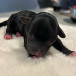 Black White Male - Black male Yorkipoo puppy in Topeka, Kansas from Bayless Yorkiepoos