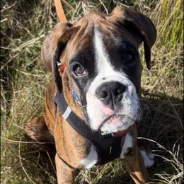 Boxer All Grown Up from Rorschach Boxers