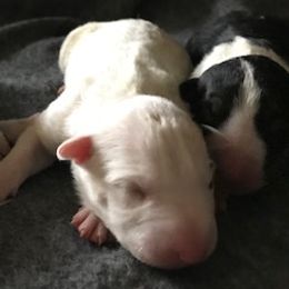 Bull Terriers from Jarrogue's Bull Terriers