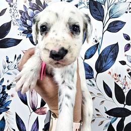 Pink- Blue eye - White and black female Dalmatian puppy in Gray, Georgia from Fuller Spots