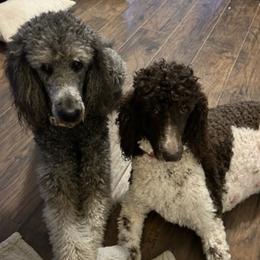 Poodles from J & M Standard Poodles