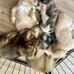 Dachshund Puppies from LovelylilDoxies