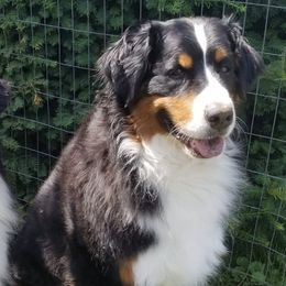 Bernese Mountain Dogs from Tami's Bernese Mountain Dogs