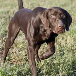German Shorthaired Pointers from KMK Shorthairs