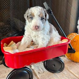 Bodhi - Blue merle male Aussiedoodle puppy in Rock Hill, South Carolina from LolliPop Farms