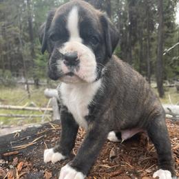 Boxer puppies from Serendipity's European Boxers