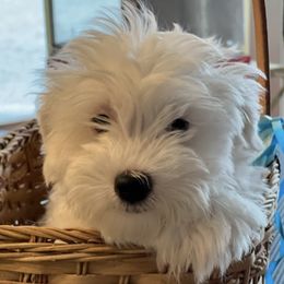 Bichon Frises from Heart of the Rockies Bichons