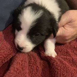 Border Collie Puppies from Best Friend Borders