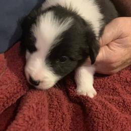 Border Collie Puppies from Best Friend Borders