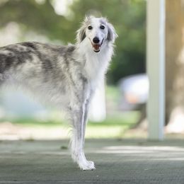 Silken Windhounds from Donna Bozgan