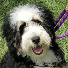 Bernedoodles from Otoki's Doodles