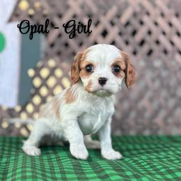 Opal - Blenheim female Cavalier King Charles Spaniel puppy in North Smithfield, Rhode Island from Thundermist Cavaliers