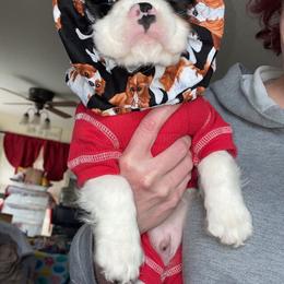Cavalier King Charles Spaniel Puppies from Majestic Cavaliers of Melbourne FL