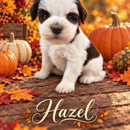 Hazel - Liver female Miniature Schnauzer puppy in Sylvania, Georgia from Southern Sky Miniature Schnauzers