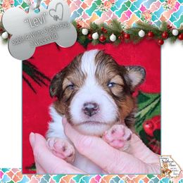 Boy 2 - Levi - Sable and white male Shetland Sheepdog puppy in Elberton, Georgia from Ioney's Southern Paws Shelties, Frenchies, and Yorkies