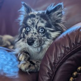 Pomsky Puppies from Wolfpack Pomskies