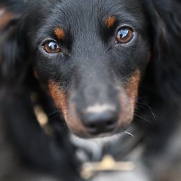 Australian Cattle Dogs, Dachshunds, and German Shepherds from Fox Hill Farm & K9