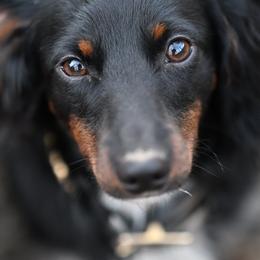 Australian Cattle Dogs, Dachshunds, and German Shepherds from Fox Hill Farm & K9