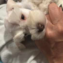 Jaxon - White male Miniature Schnauzer puppy in Littleton, Colorado from Wahl 2 Wahl Schnauzers