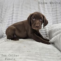 Snow White - Chocolate female Labrador Retriever puppy in Boyd, Minnesota from Lindley Labradors