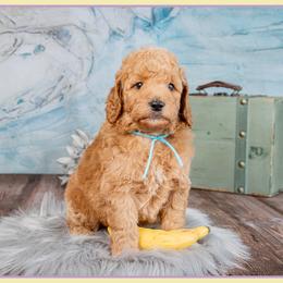 Paul - Red  male Goldendoodle puppy in Connersville, Indiana from Deaz Doodle Ranch