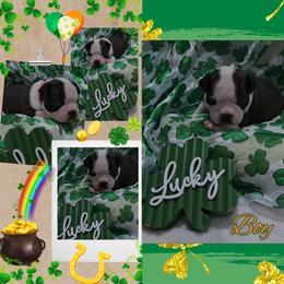Orange - Seal and white male Boston Terrier puppy in Clinton Township, Michigan from Greenberg's Boston Terriers & Bullies of Metro Detroit