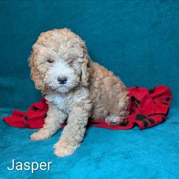 Jasper - Buff male Cockapoo puppy in Sunset, Louisiana from Cano Cockapoos